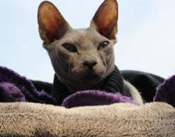 «Подставной» кот Алибасова оказался краденым «Подставной» кот Алибасова оказался краденым