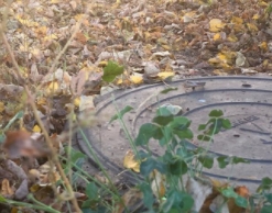 Подмосковную школьницу нашли убитой в канализации Подмосковную школьницу нашли убитой в канализации