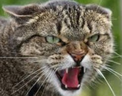 В Архангельске злая кошка "заперла" хозяйку на кухне