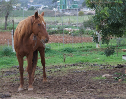 Жители Томской области украли коня ради танцев