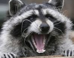 Россиянка потеряла 8 тысяч рублей, пытаясь купить енота Россиянка потеряла 8 тысяч рублей, пытаясь купить енота