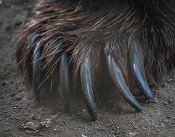 В Приморье поймали китайца с когтями медведя В Приморье поймали китайца с когтями медведя