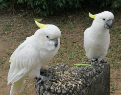 В Голландии вор ходил «на дело» в компании попугая