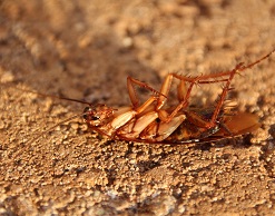 Художник казнил таракана на электрическом стуле