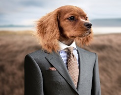 Мужчины, нарядившись собаками, украли елки