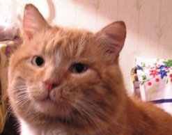 Бездомный кот объел магазин на 60 тыс. рублей