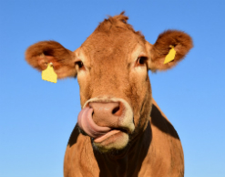 Суд оштрафовал женщину за коровьи «мертвые души»