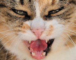 В Москве кошка напала на троих хозяев