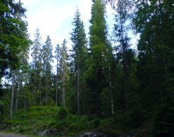 Охотника нашли после двух недель блуждания в тайге Охотника нашли после двух недель блуждания в тайге