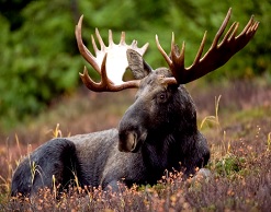 Под Красноярском семья погибла в ДТП из-за лося